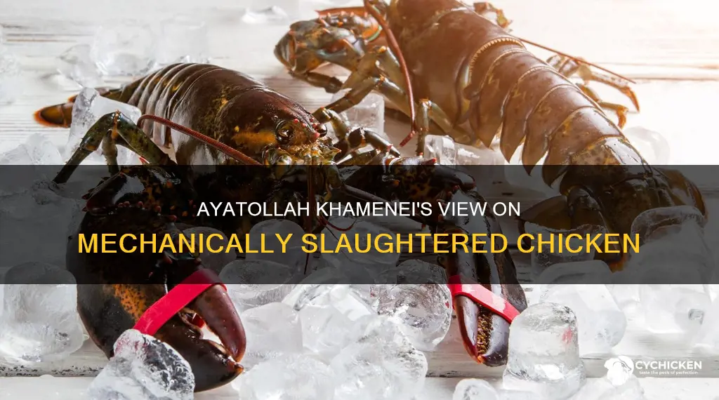 is mechanically sacrificed chicken halal according to ayatollah khamenei