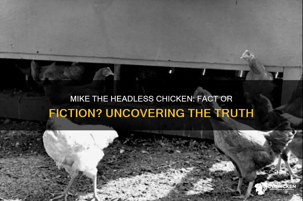 is mike the headless chicken a true story
