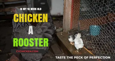 Identifying Rooster Traits in 16-Week-Old Chickens: A Beginner's Guide