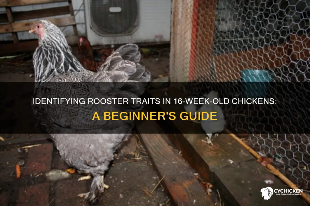 is my 16 week old chicken a rooster