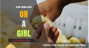 Identifying Your Chick's Gender: A Beginner's Guide to Sexing