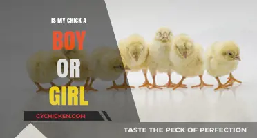 Identifying Your Chick's Gender: A Beginner's Guide to Sexing Chicks