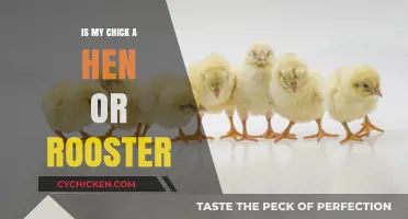 Identifying Your Chick: Hen or Rooster? A Beginner's Guide