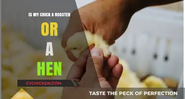 Identifying Your Chick's Gender: Rooster or Hen? A Guide