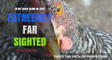 Understanding Your Chick's Vision: Blind or Farsighted?
