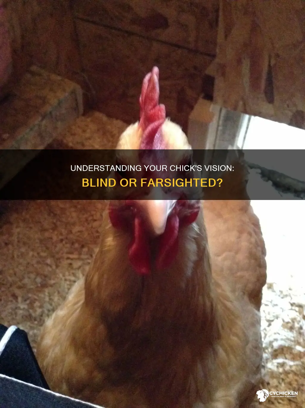 is my chick blind or just extreemly far sighted