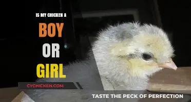 How to Determine Your Chicken's Gender: A Simple Guide