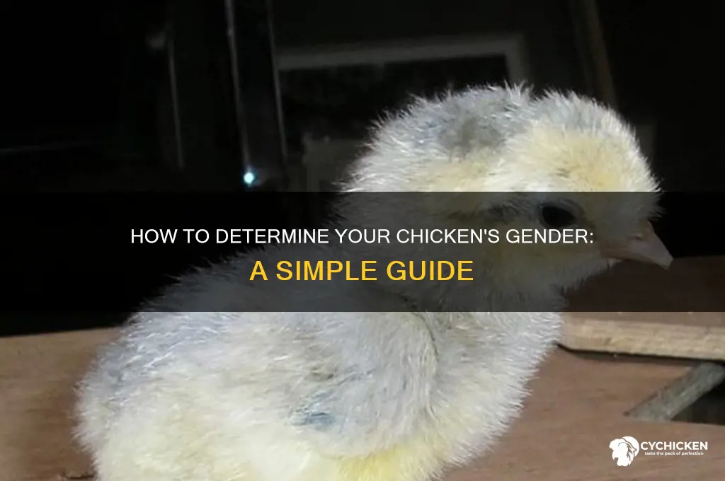is my chicken a boy or girl