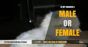 How to Determine Your Chicken's Gender: Male or Female?