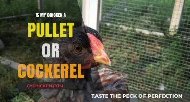 Identifying Your Chicken: Pullet or Cockerel? A Simple Guide