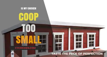 Cozy or Cramped? Assessing Your Chicken Coop's Space