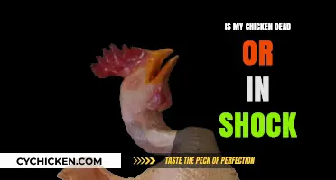 Chicken Not Moving: Shock or Dead? Quick Diagnosis Guide