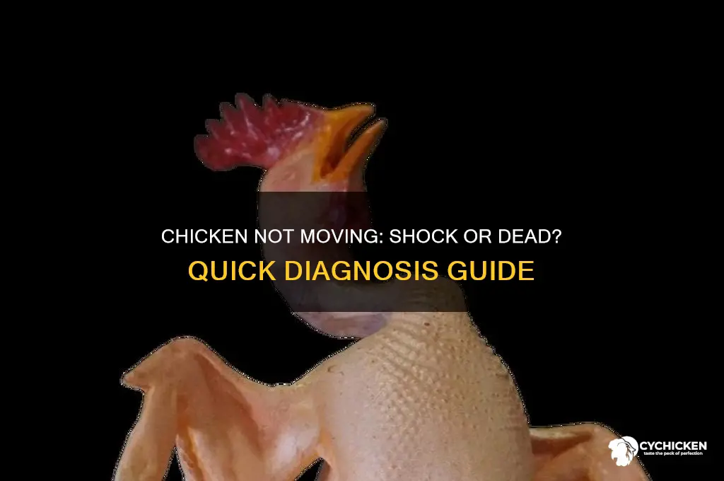 is my chicken dead or in shock