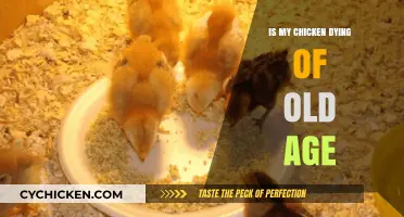 Recognizing Natural Aging in Chickens: Is It Old Age or Illness?