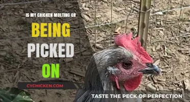 Molting or Bullied? How to Tell What’s Happening to Your Chicken