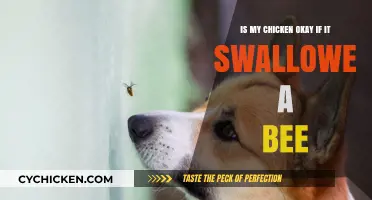 Chicken Ate a Bee? What to Do and When to Worry