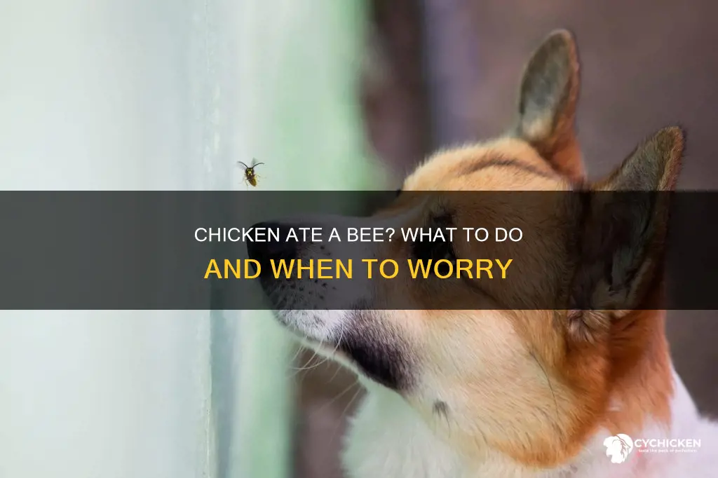 is my chicken okay if it swallowed a bee