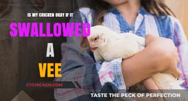 Chicken Swallowed a Vee: What You Need to Know