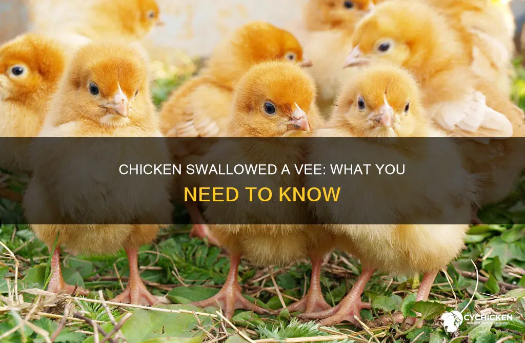 is my chicken okay if it swallowed a vee