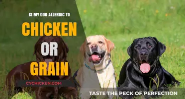 Dog Food Allergies: Chicken or Grain Culprit? Uncover the Truth