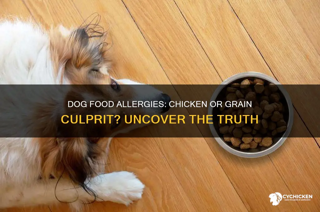 is my dog allergic to chicken or grain