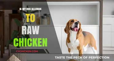 Is Raw Chicken Causing Your Dog's Allergic Reactions?
