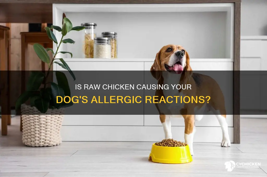 is my dog allergic to raw chicken