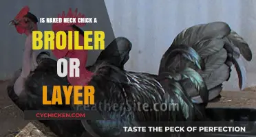 Naked Neck Chick: Broiler or Layer? Unraveling the Poultry Puzzle