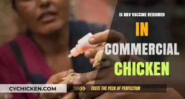 Is NDV Vaccine Mandatory for Commercial Chicken Farming?