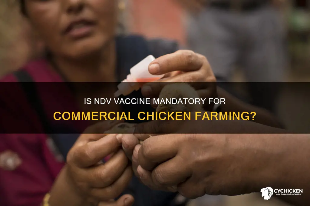 is ndv vaccine required in commercial chicken