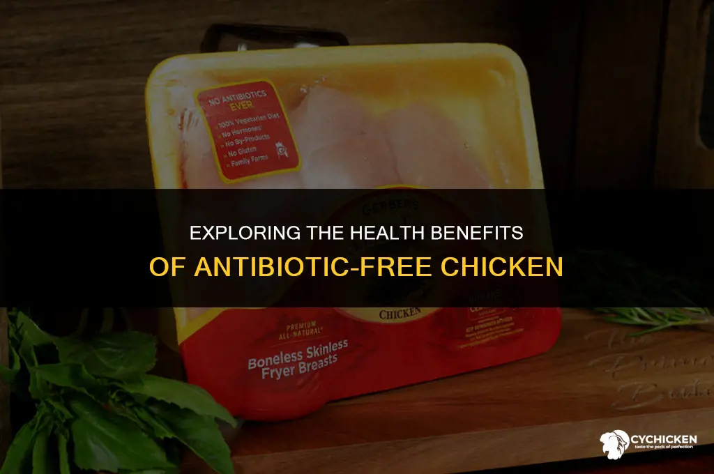 is no antibiotic chicken healthy