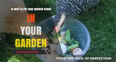 Chicken Scraps in the Garden: Safe or Not?