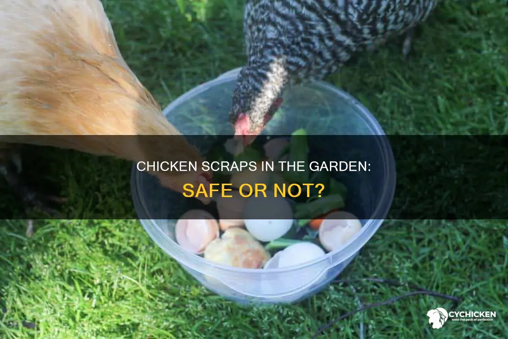 is okay to put raw chicken scrap in your garden