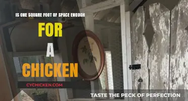 How Much Space Does a Chicken Need?