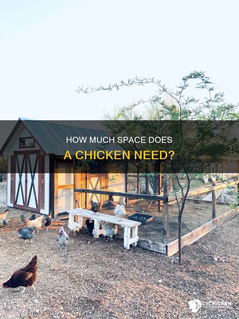 is one square foot of space enough for a chicken