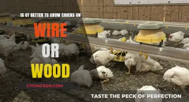 Chicks' Comfort: Wire vs Wood Flooring