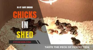 Brooding Chicks in a Shed: Safety Tips and Best Practices