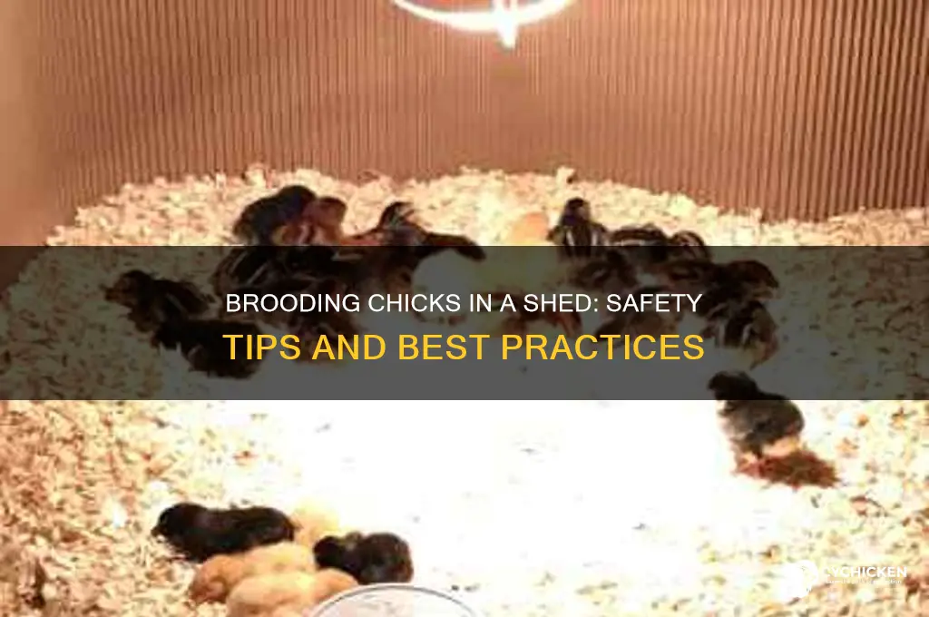 is ot safe brood chicks in shed