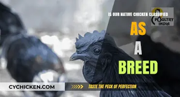 Is Our Native Chicken a Recognized Breed? Exploring Classification
