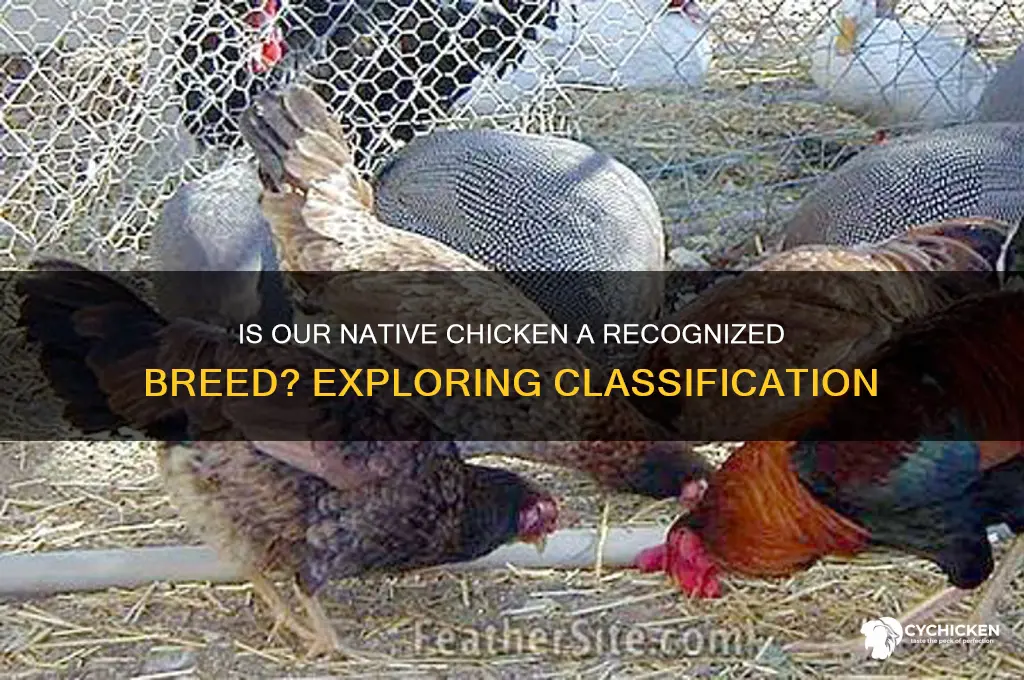 is our native chicken classified as a breed