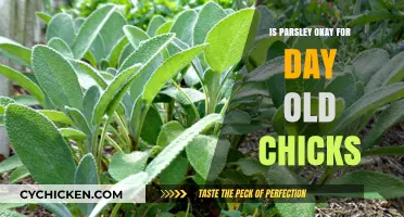 Can Day-Old Chicks Safely Eat Parsley? A Complete Guide