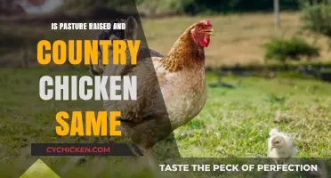 Pasture Raised vs. Country Chicken: Understanding the Key Differences