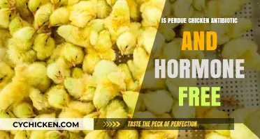 Is Perdue Chicken Antibiotic and Hormone Free? The Truth Revealed