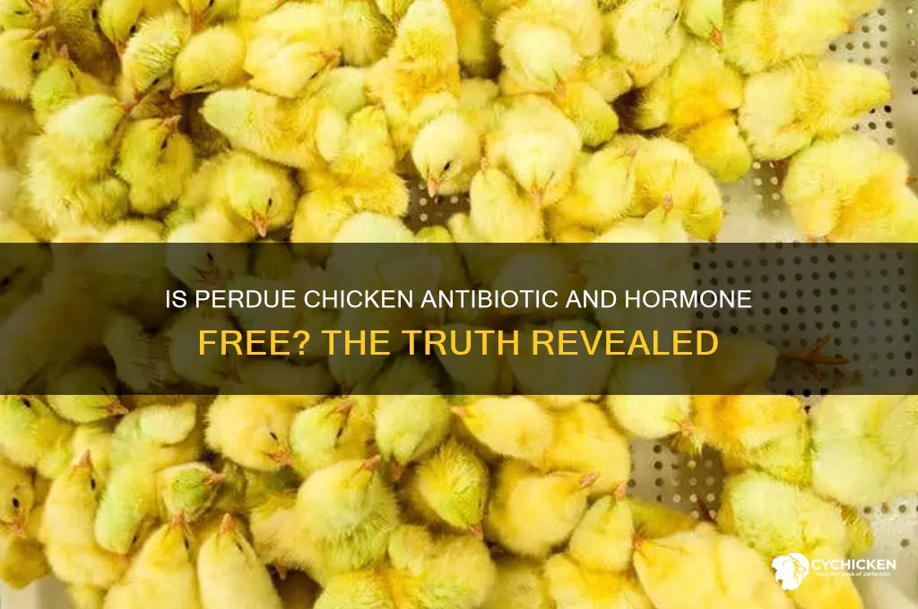 is perdue chicken antibiotic and hormone free