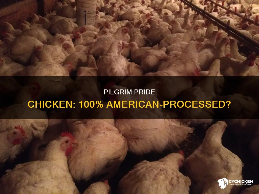 is pilgrim pride chicken processed 100 percent in america