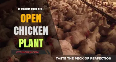 Is Pilgrim's Pride Chicken Plant Still Open? Latest Updates
