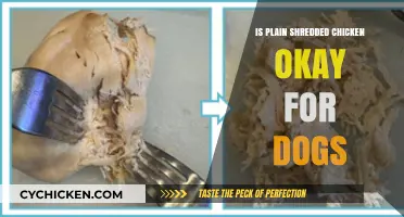 Is Plain Shredded Chicken Safe for Your Dog's Diet?