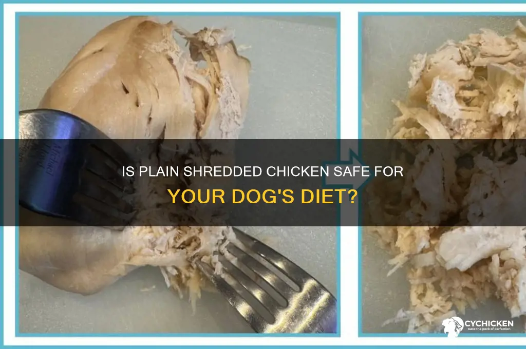 is plain shredded chicken okay for dogs