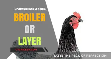 Plymouth Rock Chicken: Understanding Its Role as Broiler or Layer