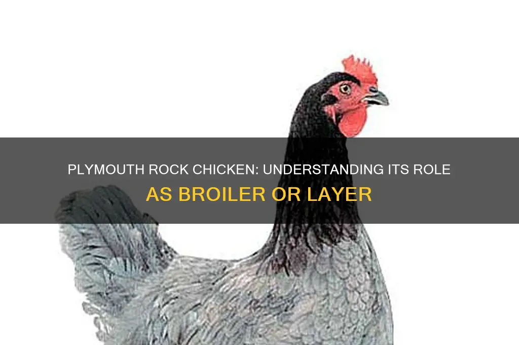 is plymouth rock chicken a broiler or layer